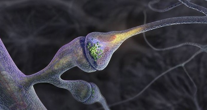 Scanning electron micrograph of a synapse